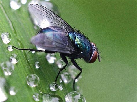 Macro Photography: 10 Insects Captured in Extreme Close-Up