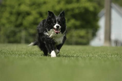 Mini Borders: What you need to know about Miniature Border Collies - BorderCollieHealth