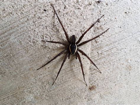 Cool spider I found with 2 distinct white stripes running down its body. Victoria, Australia ...