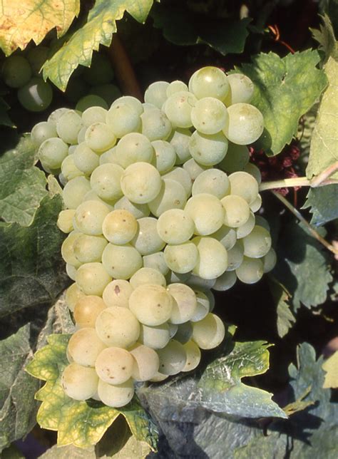 The Grape Hunter : Carignan Blanc - Good Food Revolution