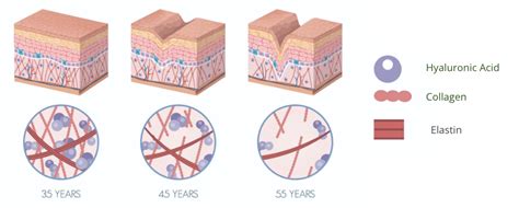 Elastin - Elasderma®