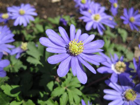 Anemone blanda (blue) extreme close-up 2011 | Rotary Botanical Gardens