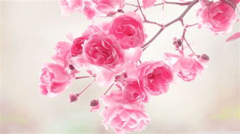 Pink Roses Desktop Wallpaper - Wallpaper, High Definition, High Quality ...