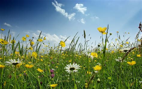 🔥 [30+] Field of Spring Flowers Wallpapers | WallpaperSafari