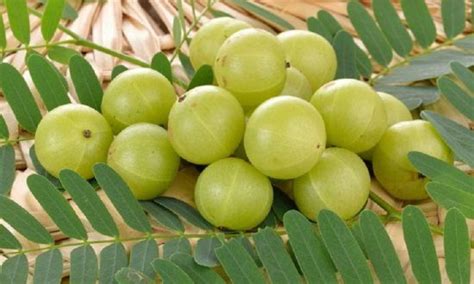 Amla Plant Can Be Grown in A Pot; Some Tips to Take Care of he Plant