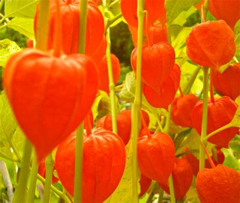 Chinese Lantern Physalis Alkekengi Seeds