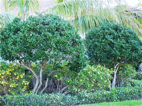 Ligustrum Trees Provide Florida Homeowners Everything and Then Some - ArtisTree % ArtisTree