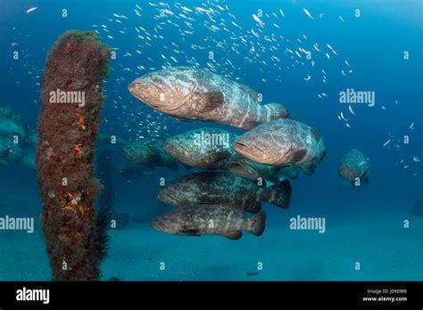 Atlantic goliath grouper Epinephelus itajara or Jewfish spawning ...