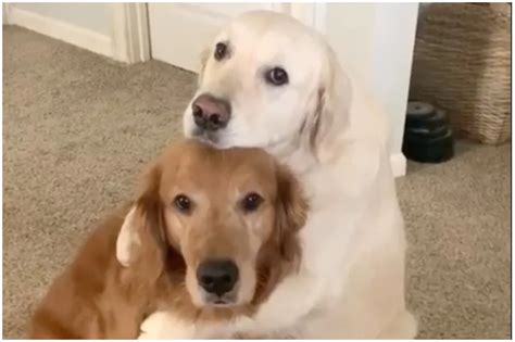 Two dogs hugging: Animal, Hugging, Wholesome, Dog : r/FreshMemeTemplates