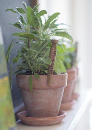 Growing Sage In Pots | Sage Plant Care In Containers