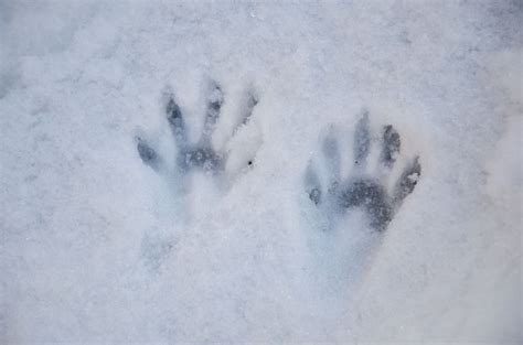 Raccoon Footprints