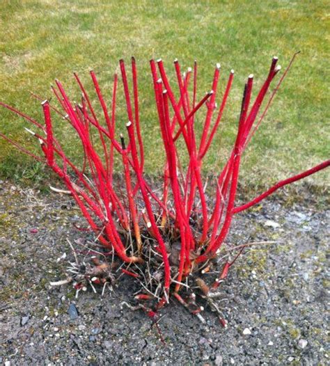 Check out the deal on Coral Red Dogwood - Bare Root Plant - 3 pack at ...