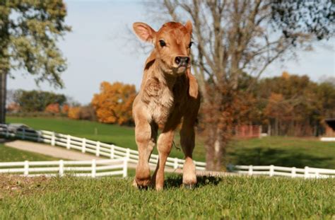 Raising Healthy Jersey Calves - Capitalize on Jerseys | Jersey Journal