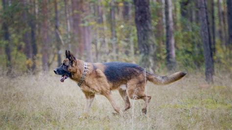 3 Common German Shepherd Tail Problems To Be Aware Of