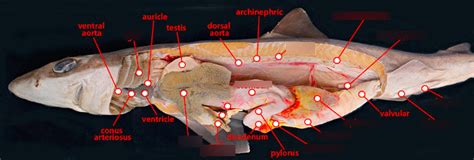 Bio II Dogfish shark internal anatomy Diagram | Quizlet