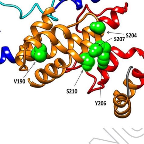 HBsAg structure stability in presence of C-terminus mutations ...