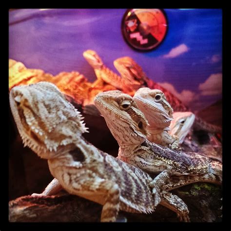 PetSmart - 97 Photos & 81 Reviews - Pet Stores - 2140 N Rainbow Blvd, Las Vegas, NV - Phone ...