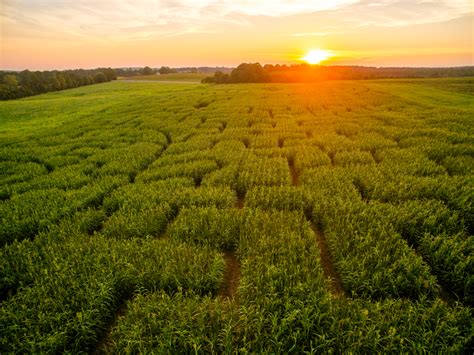 Corn Maze - Lynchburg, Rustburg, Central Virginia - Yoders' Farm