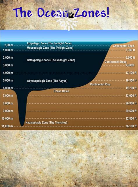 Ocean zones and what creatures live in them | Ocean zones, Ocean unit ...