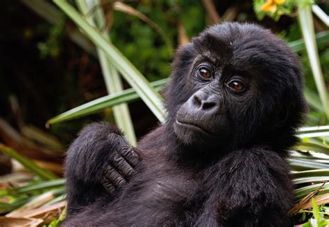 New survey nearly doubles Grauer’s gorilla population, but threats remain - Pattrn