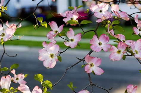 dogwood view | looking through the dogwood branches | dcJohn | Flickr