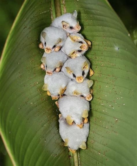 Honduran white bats, also called Caribbean white tent-making bats, construct daytime sleeping ...