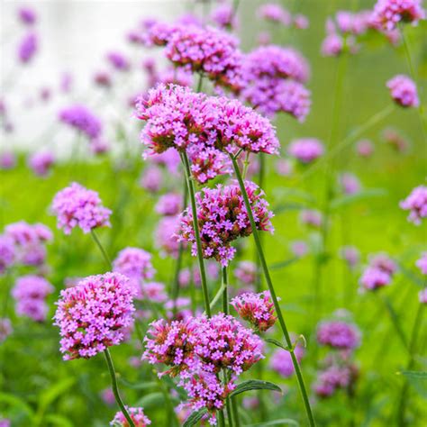 Verbena Seeds | Shop 5 Varieties | Eden Brothers