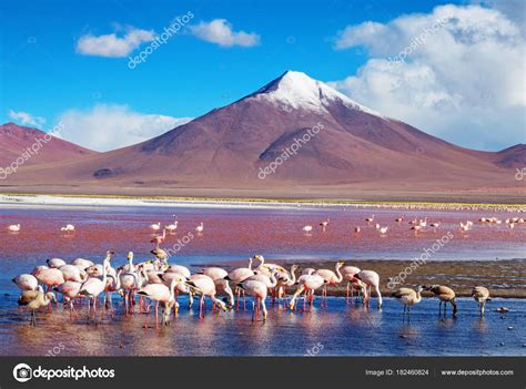 Flamingos Laguna Colorada Bolivia Stock Photo by ©Byelikova 182460824