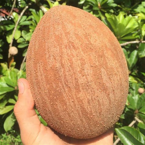 Simple Mamey Sapote Recipes 💥 – Miami Fruit