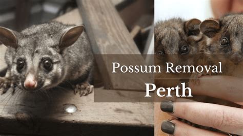 Possum Removal Perth | Emergency Possum Removal Service