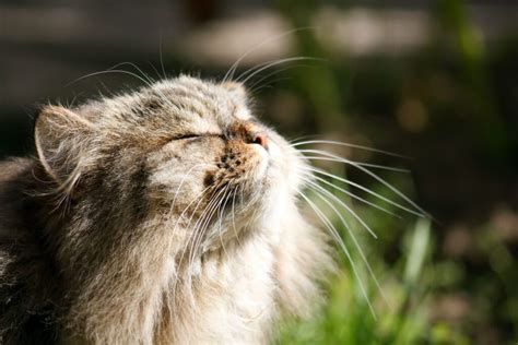 Signs of a Happy Cat: How Do You Know When a Cat Is Happy?