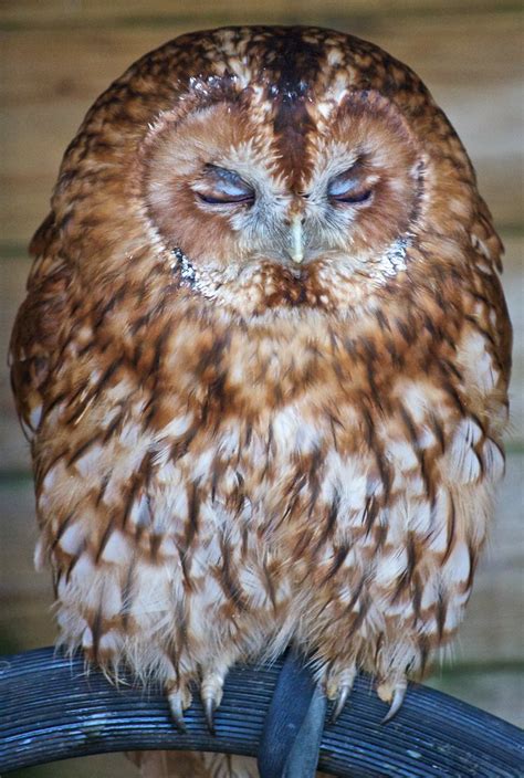 Tawny owl | Daniel ............ | Flickr