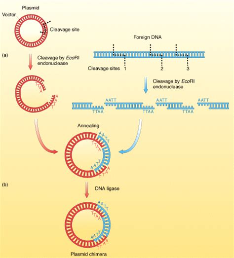 Restriction Enzymes | Biology labs, Teaching biology, Science biology