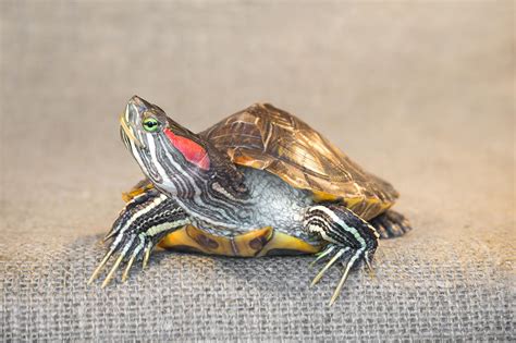 Red Ear Slider Turtle Male And Female