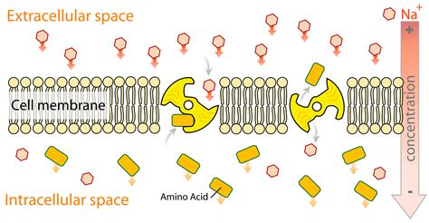 Active transport – Fråga en Biolog