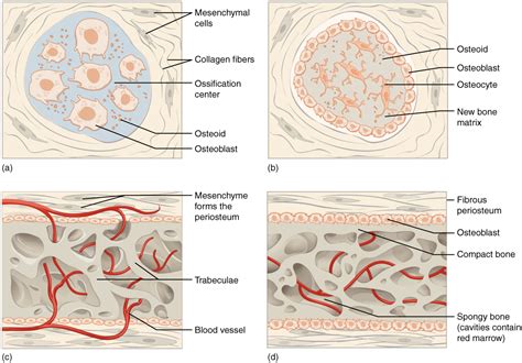 6.4 Bone Formation and Development | Anatomy and Physiology