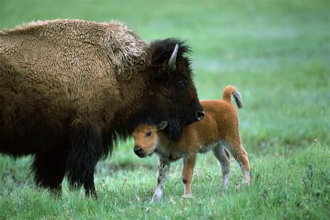 American Bison and Calf Yellowstone NP Photograph by Suzi Eszterhas - Pixels