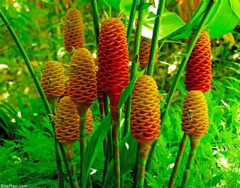 Hawaii Ginger - Maui Plant of the Month - ‘awapuhi kuahiwi