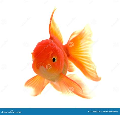 Goldfish on White Background Stock Photo - Image of orange, isolated: 118162220