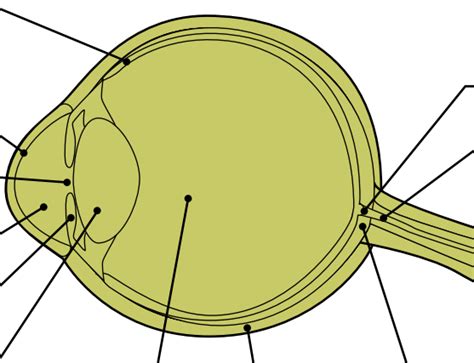 Cow Eye Diagram Part Two Diagram | Quizlet