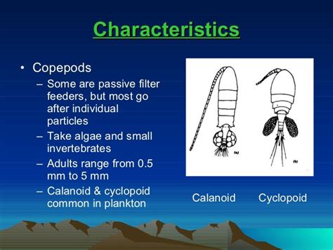 Copepod life cycle