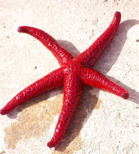 Red starfish Free Photo Download | FreeImages