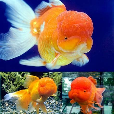 Aquarium Central - Goldfish - Oranda Red Large (Carassius Auratus) 9cm - Aquarium Central