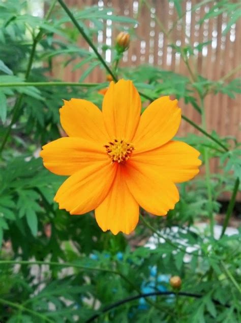 Orange Cosmos Seeds – Cosmos – Annual Flowers – Flower Seeds | Garden ...