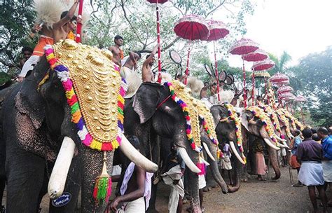 Temple Elephants in Kerala | HinduPad