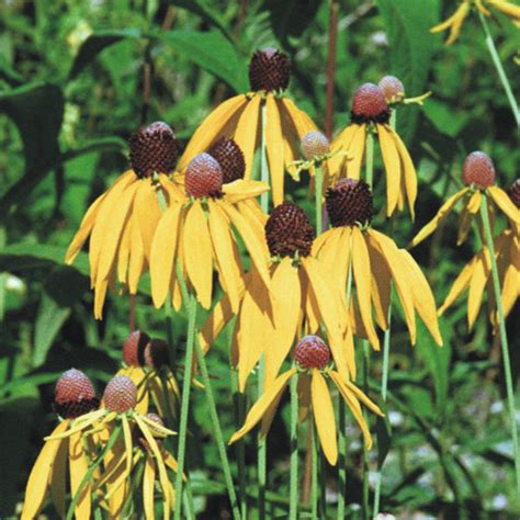 Prairie Future Seed Company. Yellow Coneflower - Plant