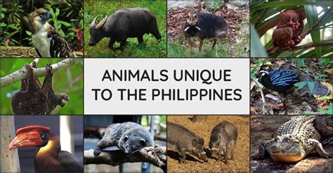 Animals Unique to the Philippines - Discover The Philippines