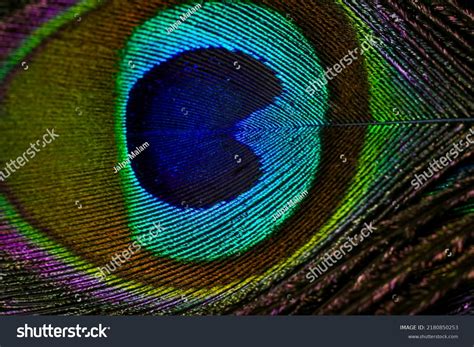 India 16 July 2022 Peacock Feather Stock Photo 2180850253 | Shutterstock