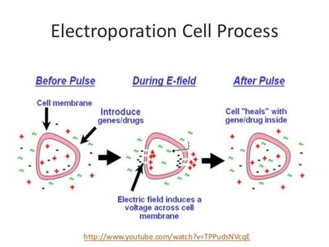 Overview of Electroporation and Applications