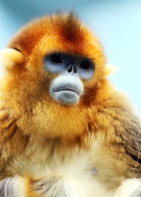 Golden snub-nosed monkeys are quite a sight! These Chinese monkeys may look funny, but we love ...